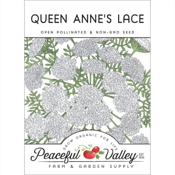 Organic Queen Anne's Lace (pack)