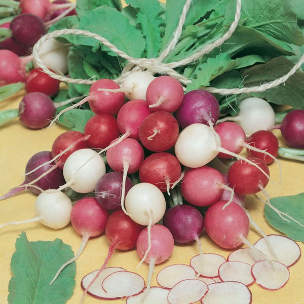 Organic Easter Egg Mix Radish Seeds For Planting