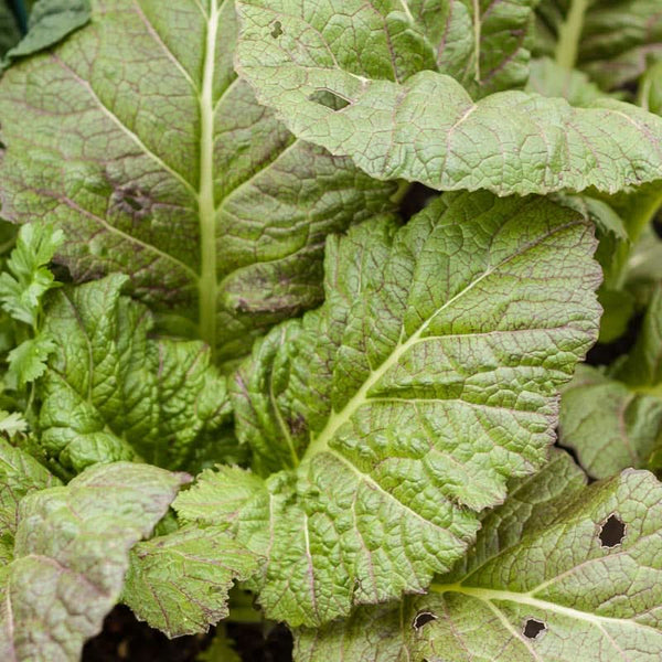 Organic Mustard Giant Red Greens Seeds For Planting