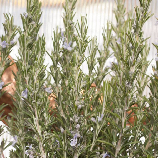 Organic Rosemary Seeds For Planting