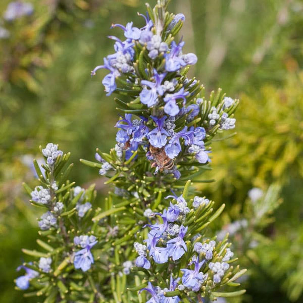 Organic Rosemary Seeds For Planting