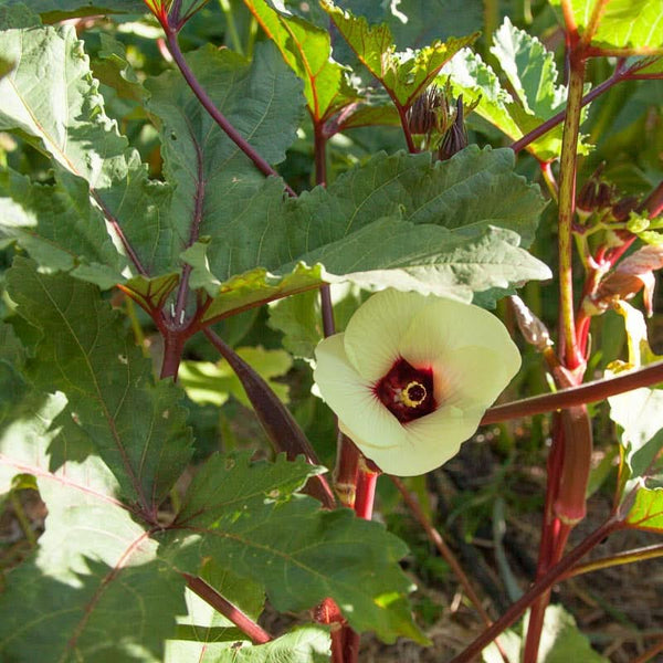 Organic Burgundy Okra Seeds For Planting