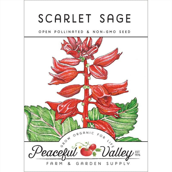 Organic Scarlet Sage Seeds For Planting (pack)