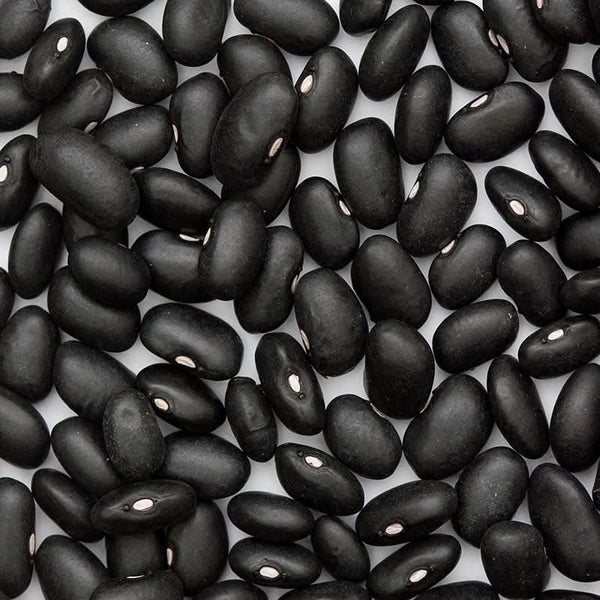 Organic Black Turtle Bush Bean Seeds For Planting