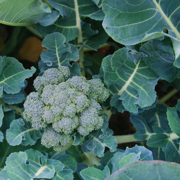 Organic Broccoli, Di Cicco (1/4 lb)