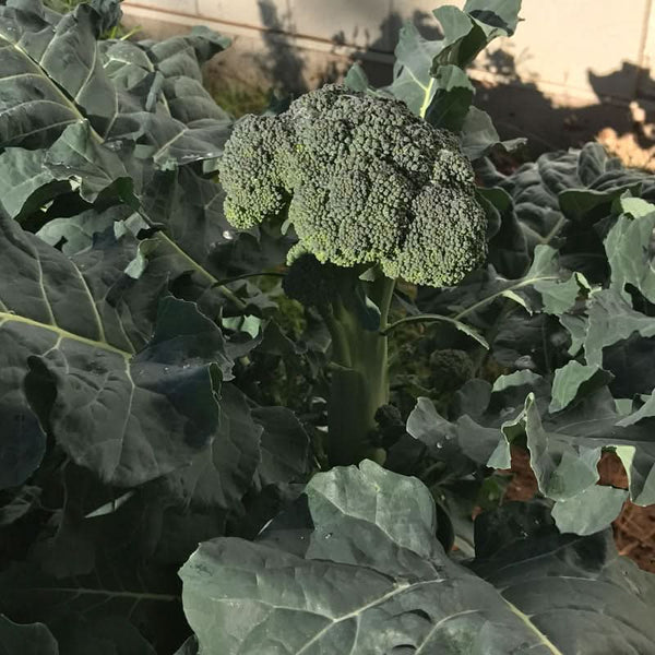 Organic Di Cicco Broccoli Seeds For Planting