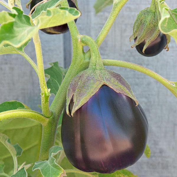 Organic Black Beauty Eggplant Seeds For Planting