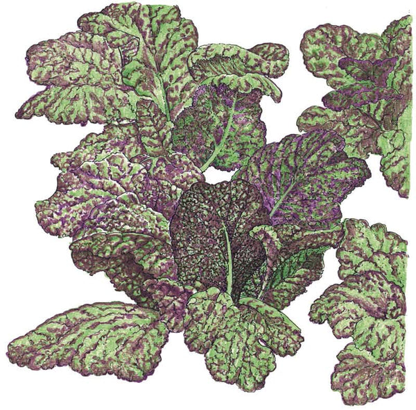 Organic Mustard Giant Red Greens Seeds For Planting