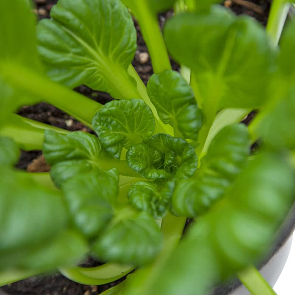 Organic Mustard Tatsoi Greens Seeds For Planting