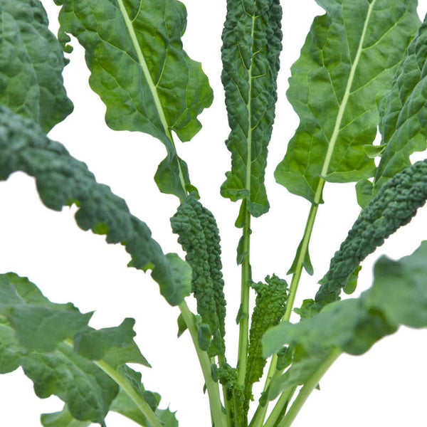 Organic Lacinato Kale Seeds For Planting