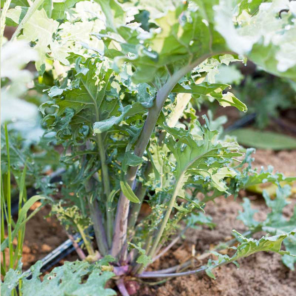 Organic Red Russian Kale Seeds For Planting