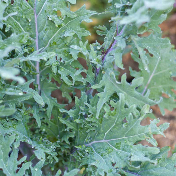 Organic Red Russian Kale Seeds For Planting