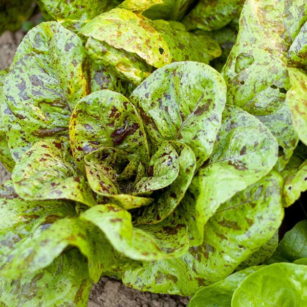 Organic Freckles Lettuce Seeds For Planting