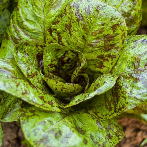 Organic Mesclun Spicy Mix Greens Seeds For Planting