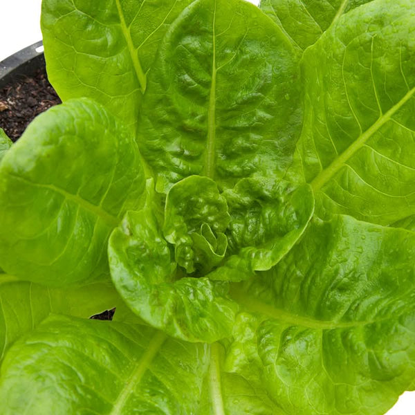 Organic Buttercrunch Lettuce Seeds For Planting