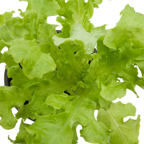 Organic Green Salad Bowl Lettuce Seeds For Planting