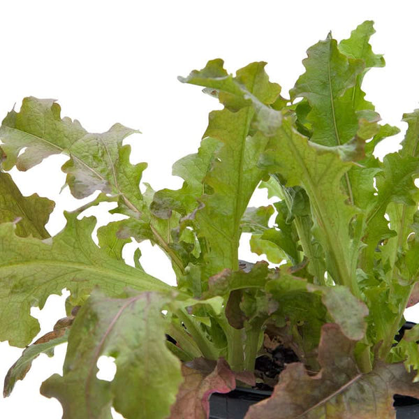 Organic Red Salad Bowl Lettuce Seeds For Planting