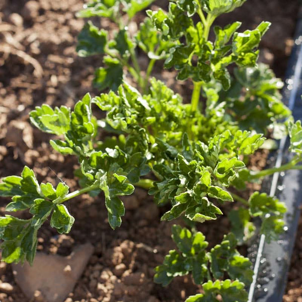 Organic Parsley, Italian (1/4 lb)