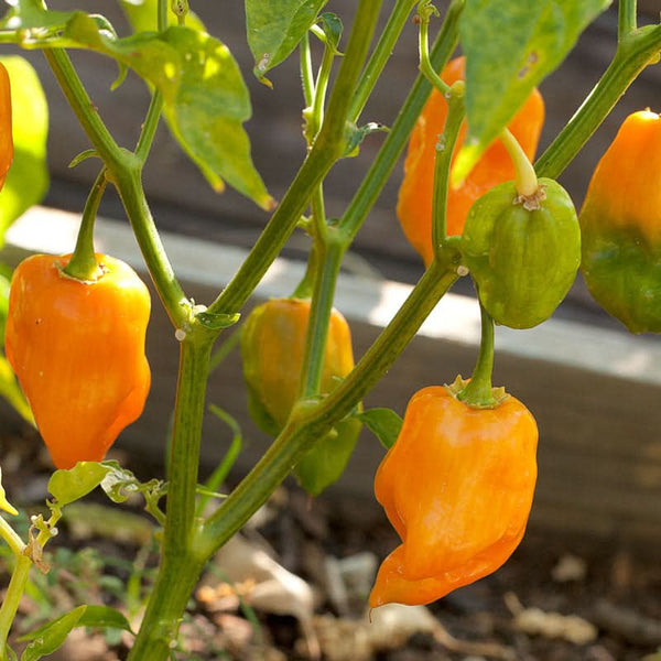 Organic Hot Habanero Pepper Seeds For Planting