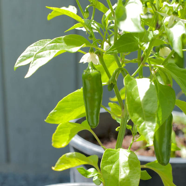 Organic Hot Jalapeno Early Pepper Seeds For Planting