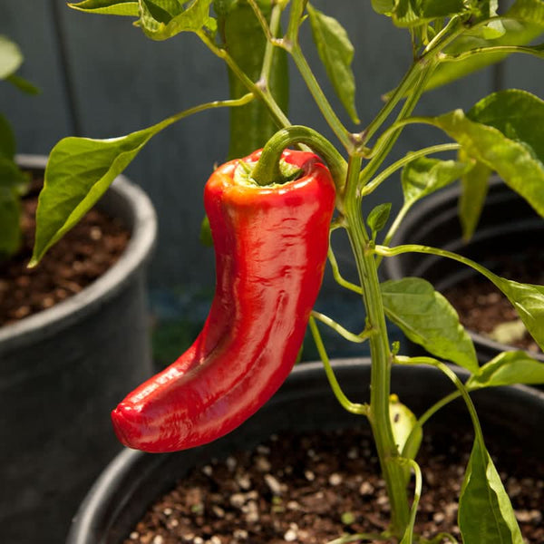 Organic Marconi Red Sweet Pepper Seeds For Planting