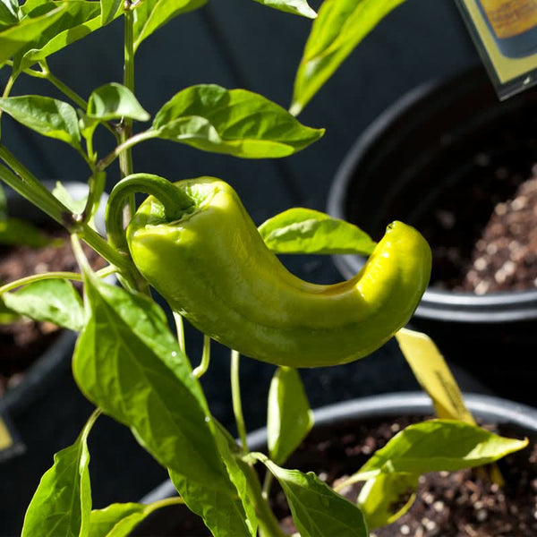 Organic Marconi Red Sweet Pepper Seeds For Planting