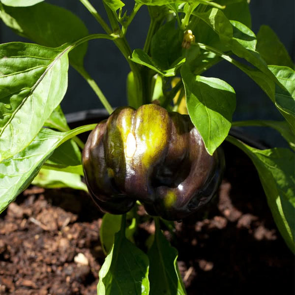 Organic Purple Beauty Sweet Pepper Seeds For Planting