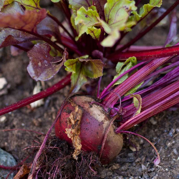 Organic Bull's Blood Beet Seeds For Planting