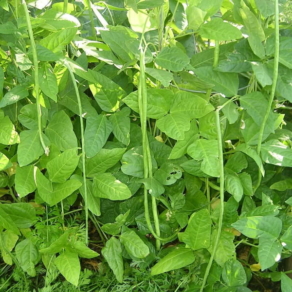 Organic Yard Long Pole Bean Seeds For Planting