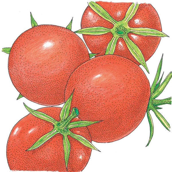 Organic Burbank Tomato Seeds For Planting