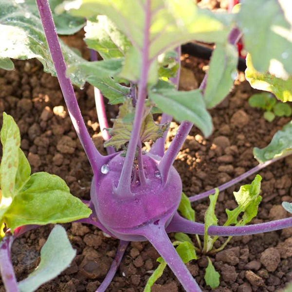 Organic Kohlrabi, Purple Vienna (1/4 lb)