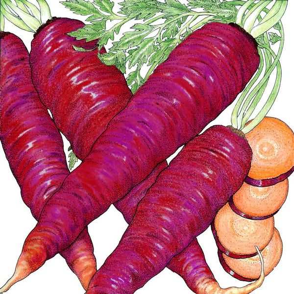 Organic Cosmic Purple Carrot Seeds For Planting