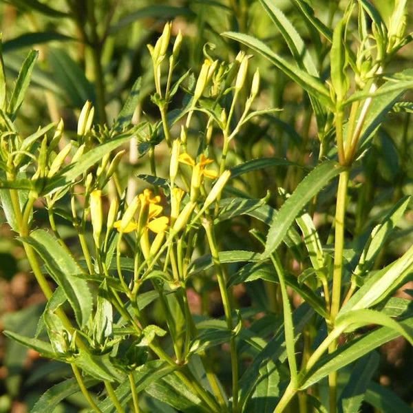 Organic Mexican Tarragon Seeds For Planting