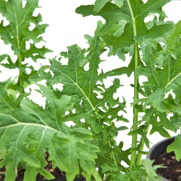 Organic White Russian Kale Seeds For Planting