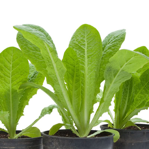 Organic Romaine, Jericho Lettuce Seeds For Planting