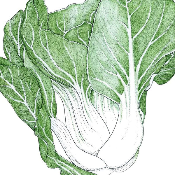 Organic Pak Choi  Baby Shanghai Greens Seeds For Planting