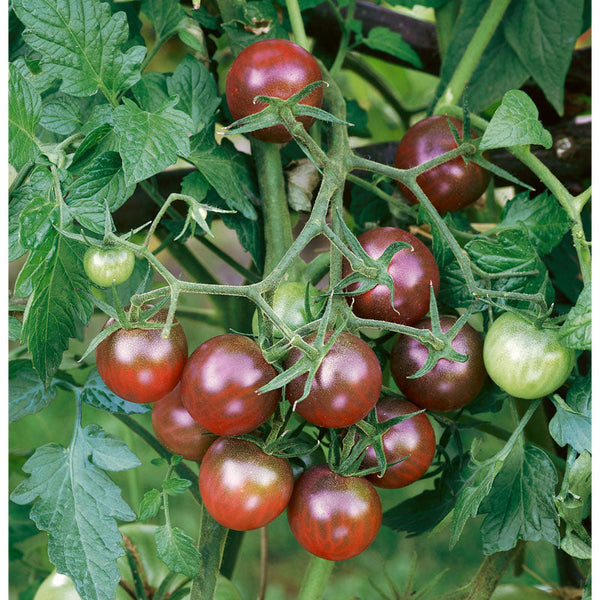 Organic Black Cherry Cherry Tomato Seeds For Planting