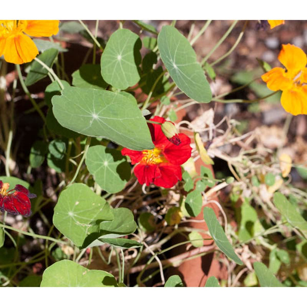 Organic Dwarf Jewel Nasturtium Seeds For Planting