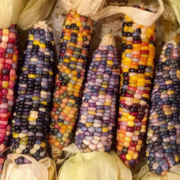 Organic Glass Gem Corn Seeds For Planting