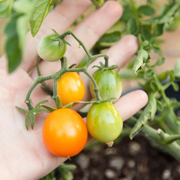 Organic Gold Nugget Tomato Seeds For Planting