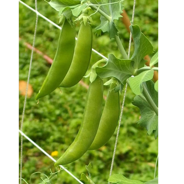 Organic Sugar Daddy Pea Seeds For Planting