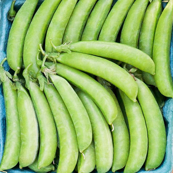 Organic Sugar Snap Pea Seeds For Planting