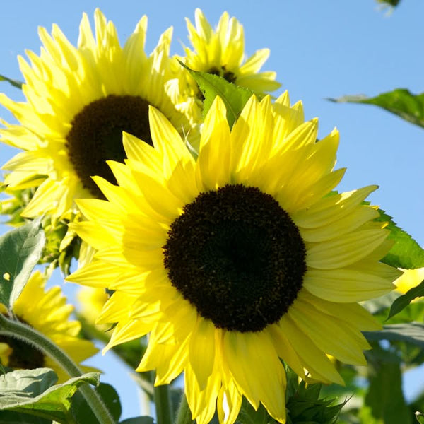 Organic Lemon Queen Sunflower Seeds For Planting