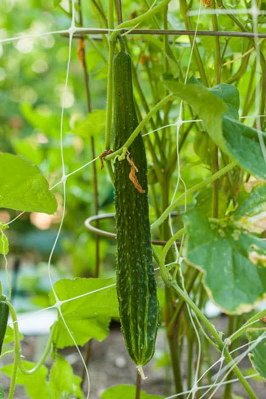 Organic Suyo Long Cucumber Seeds For Planting