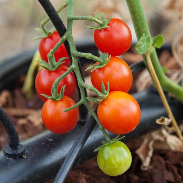 Organic Sweetie Tomato Seeds For Planting