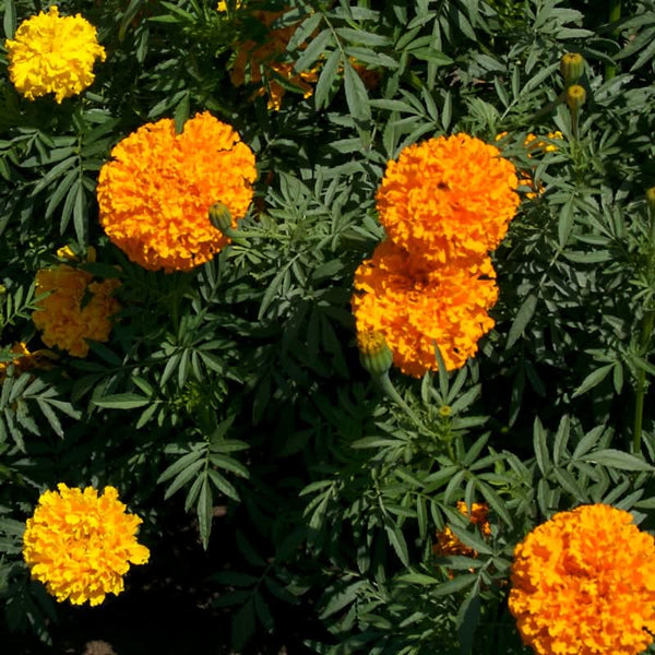 Organic Marigold, African (lb)