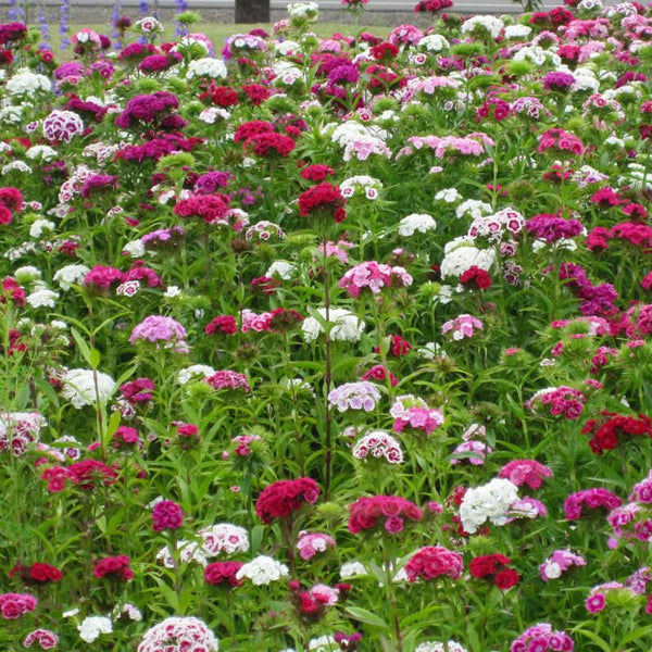 Organic Sweet William Seeds For Planting (1/4 lb)