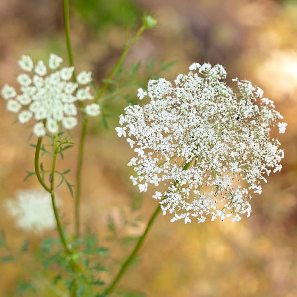 Organic Queen Anne's Lace (pack)