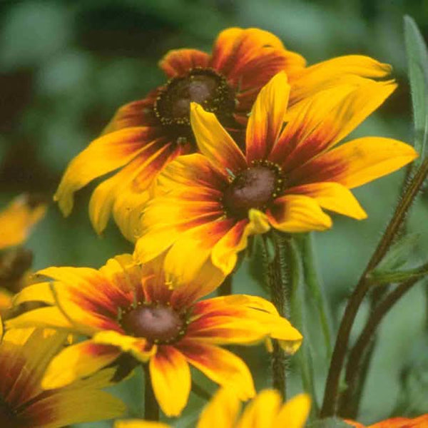 Organic Daisy, Gloriosa (pack)