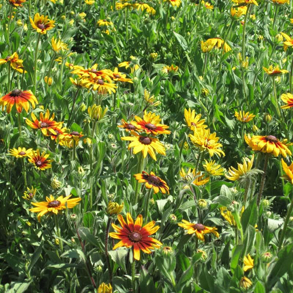 Organic Daisy, Gloriosa (pack)